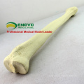 TF08 (12319) Synthetic Bones - Tibia (Right or Left),SWABone Models / Skeleton of Lower Limb / Tibia